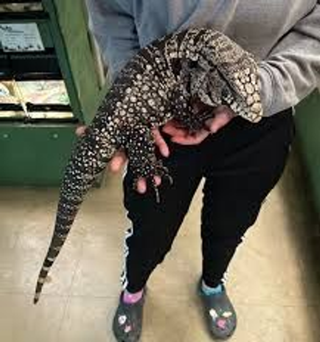 Tegu