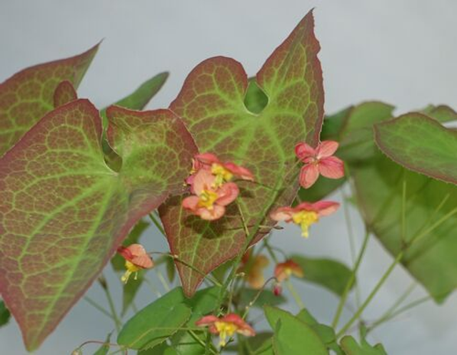 Epimedium × warleyense 'Orangekönigin' P9