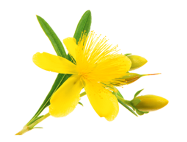 Macérât vinaigré de Millepertuis