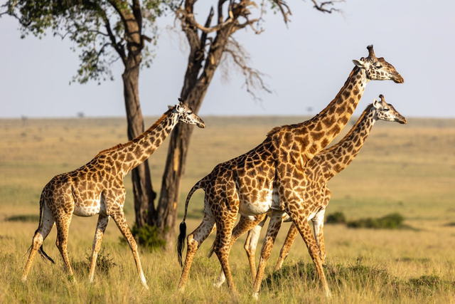 Tirage d'art : Promenade 