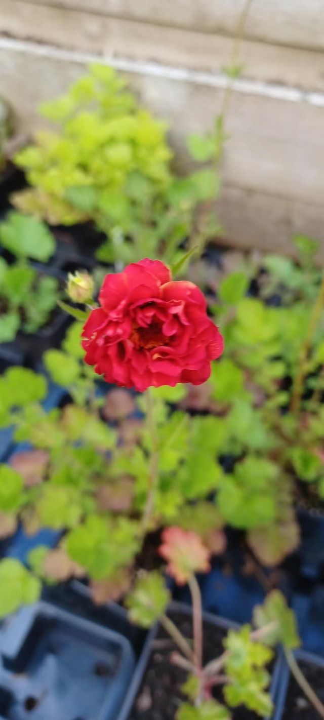 Geum Mrs Bradshaw