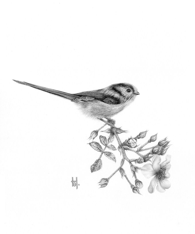 'Long-Tailed Tit on Roses.'  Framed original graphite pencil drawing.