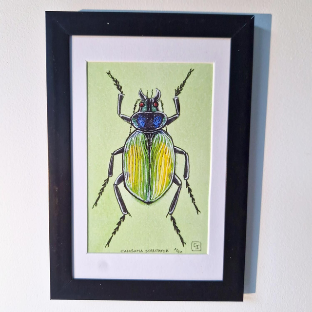 "Calosoma Scrutator"