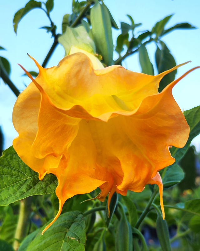 DS Bijou pour Laetitia