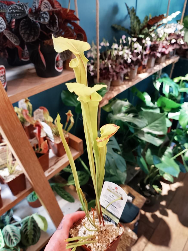 Sarracenia yellow trumpet 