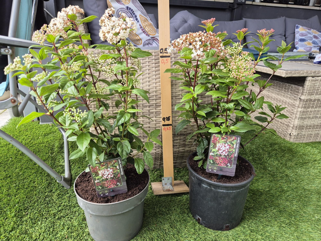 Viburnum tinus Spirit pot 5L