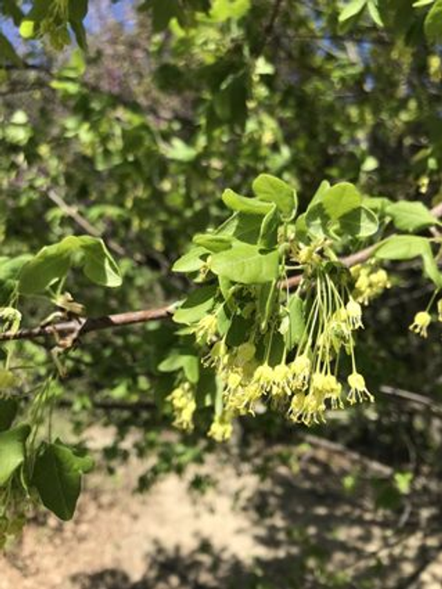 Erable de Montpellier (Acer monspessulanum) - Végétal local