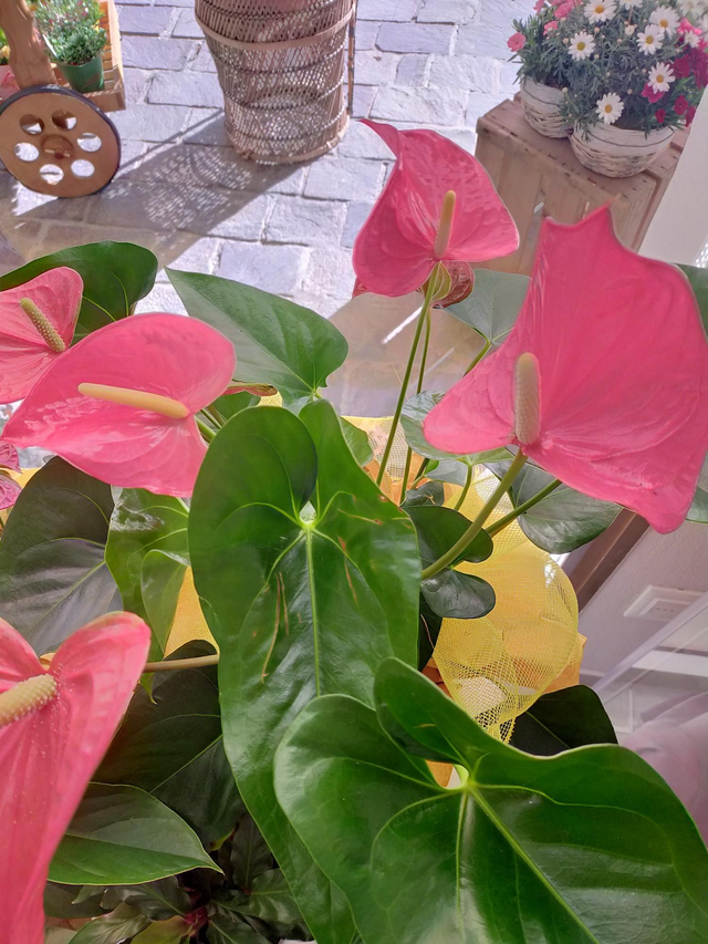Anthurium Grande