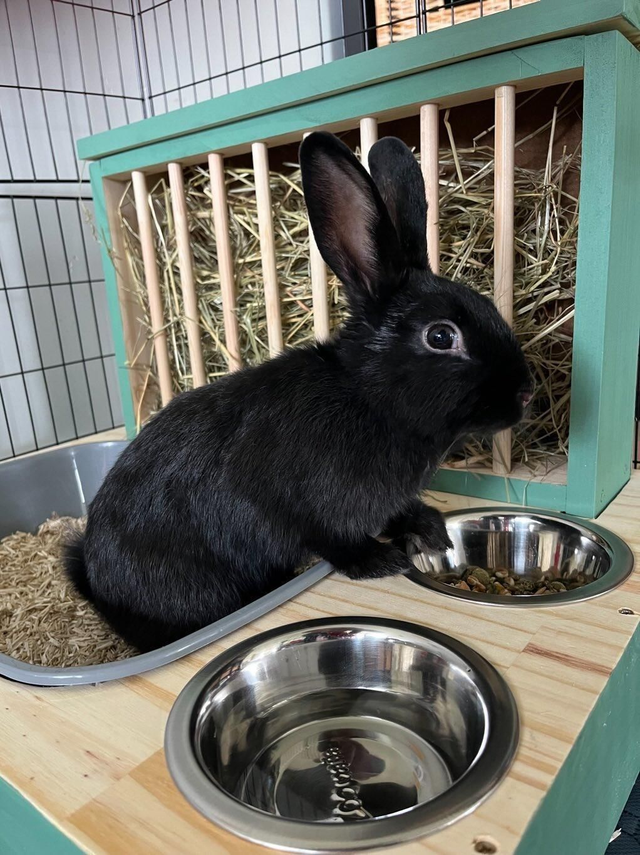 Lapi'Box Medium + Gamelles / Largeur