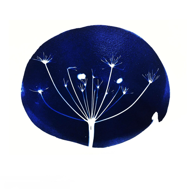 Cyanotype Workshop 28th Feb 2026