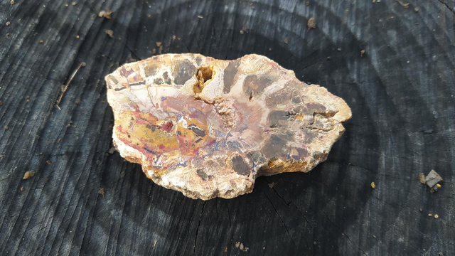  Bois fossilisé