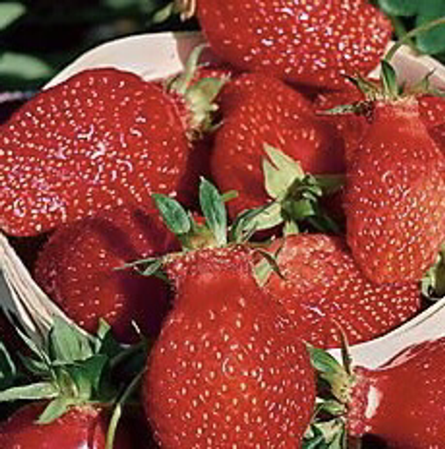 Plant Gariguettes Bio (non-remontant)