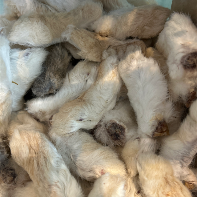 Hairy rabbit feet 