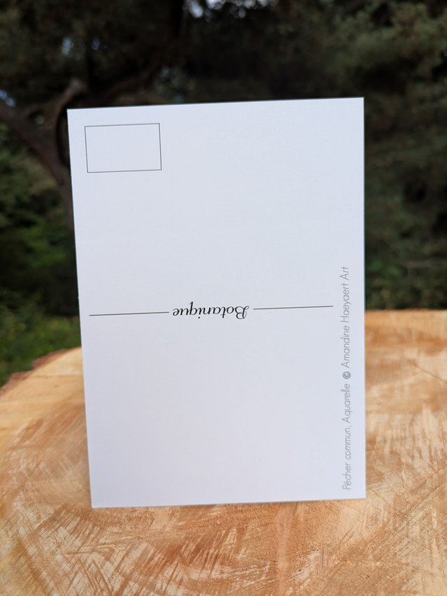 Carte postale Pêcher commun