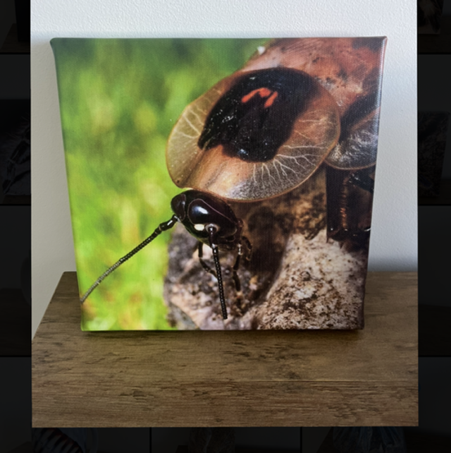8” x 8” canvas - cockroach