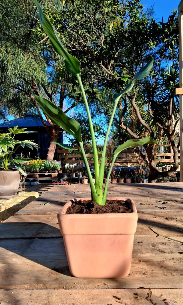 L16 . Strelitzia reginae in vaso Quadro Arena