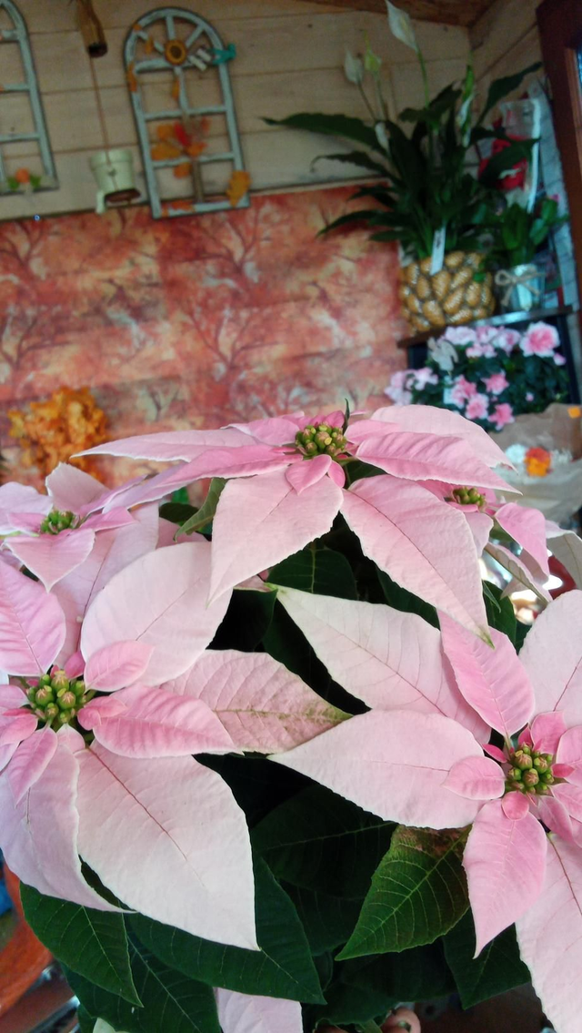 POINSETTIA rose pale