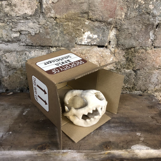 Schrödinger's Cat Skull
