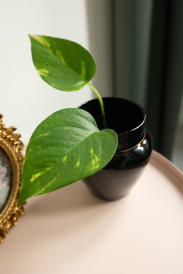 Urna Mystica 🖤 Vase