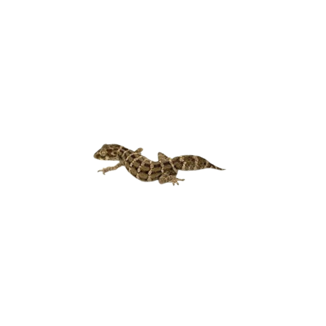 Hemidactylus Imbricatus mâle - gecko vipère