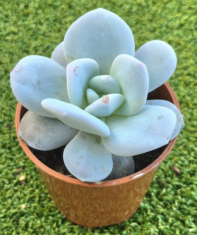 Echeveria 'Laui'