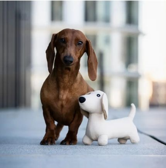 Dachshund Pepe