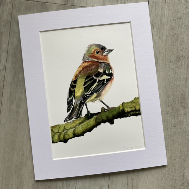Chaffinch Fine Art Print