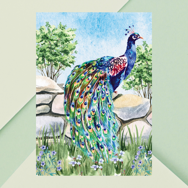 Impression de Paon Debout sur un Mur de Pierre - Décoration Murale Élégante / Peacock Standing on a Stone Wall Print - Elegant Wall Decor