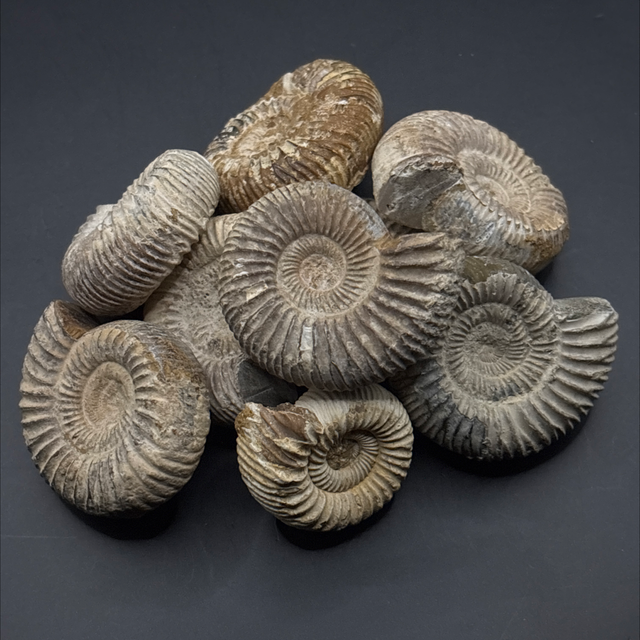 Perisphinctes Ammonite 