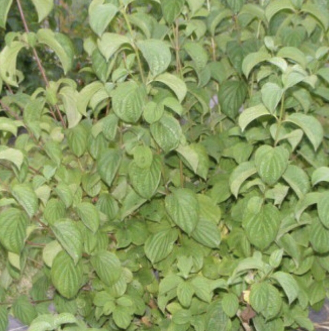 Cornouiller Sanguin AB - Cornus Sanguinea