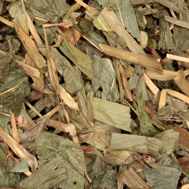 Bamboe (Bambusa vulgaris )