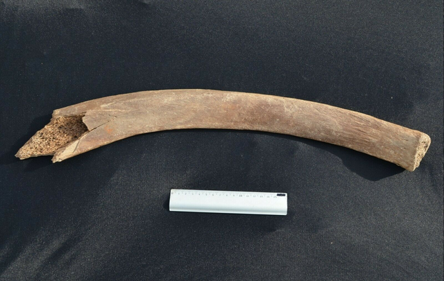 Cote fossile Mammouth 795g fossil tooth mammal mineral mammoth Pleistocene rib