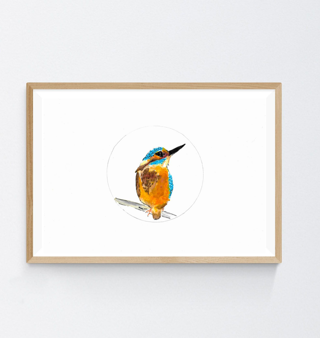 Martin Pêcheur d&#039;Europe, Alcedo atthis