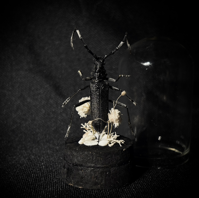 Miniature - Plusieurs choix