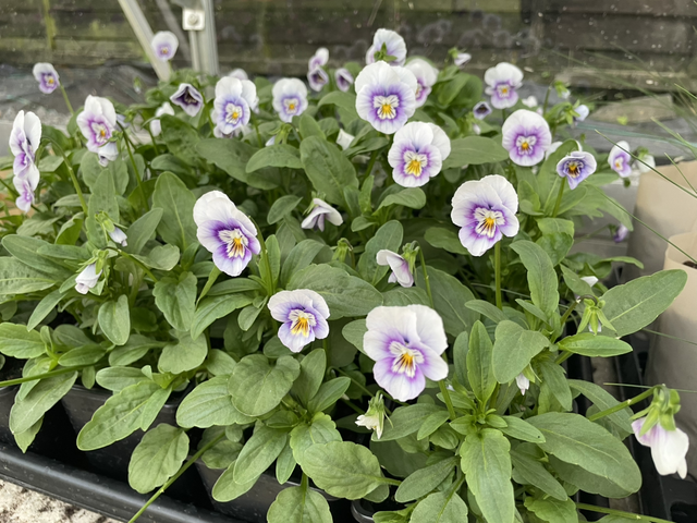 Viola Pink Sorbet Halo