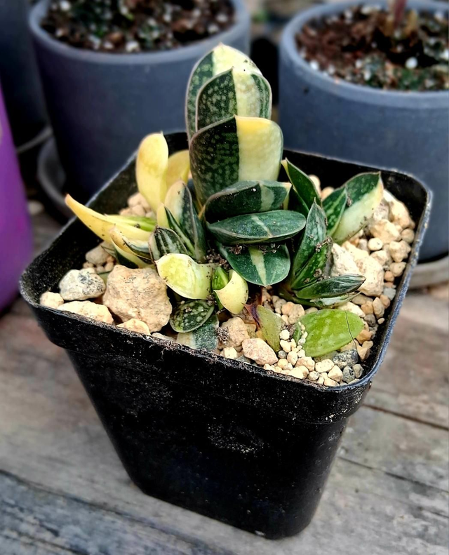 D181. Gasteria minima variegata