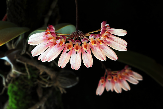 Necklace of Beauty Essence