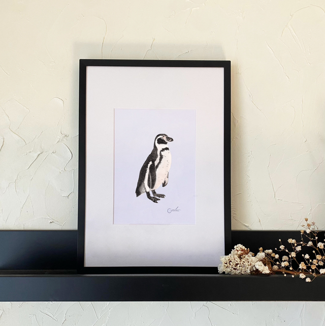 Pingüino de Humboldt 