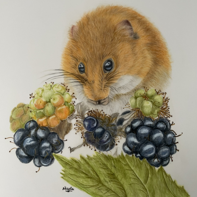 Field Mouse with Bkackberries