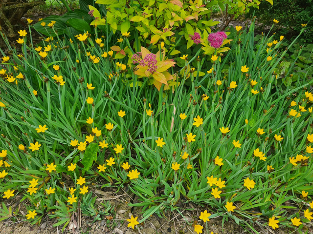 sisyrinchium californicum - 1lt pot