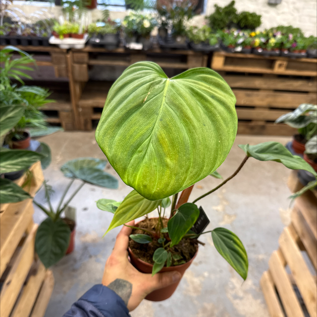 Philodendron futzzy pétiole 