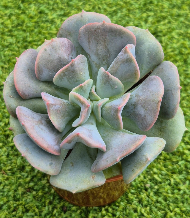 Echeveria &#039;Cubic Frost&#039;