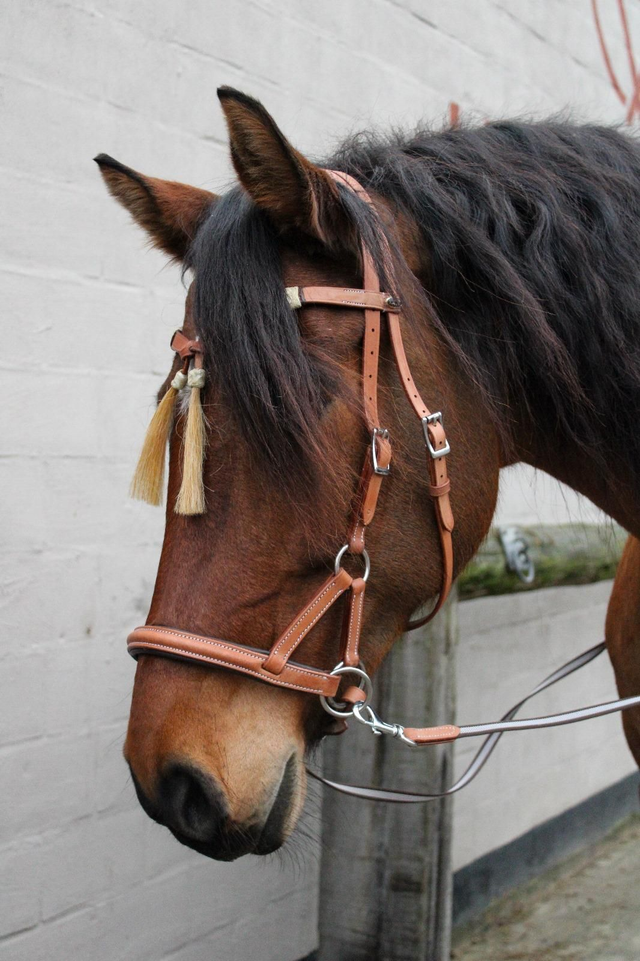 Fra Shango bitloos hoofdstel incl. teugels
