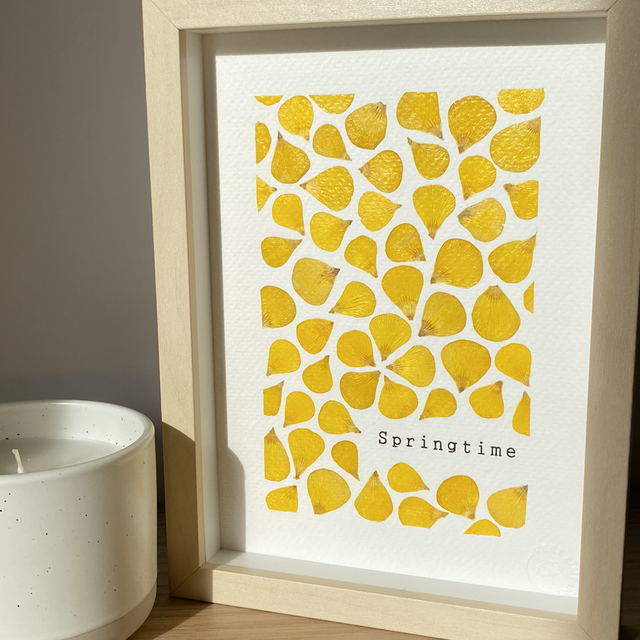 Springtime bouton d’or