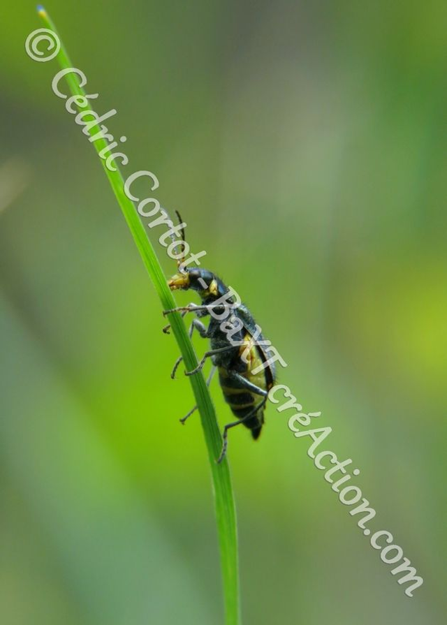 2 - Carte postale - Le petit monde du Vivant (Ref IMG_5453)