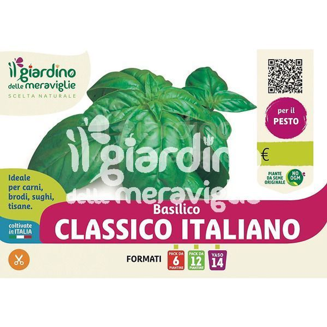 M06. Basilico italiano in vaso 14