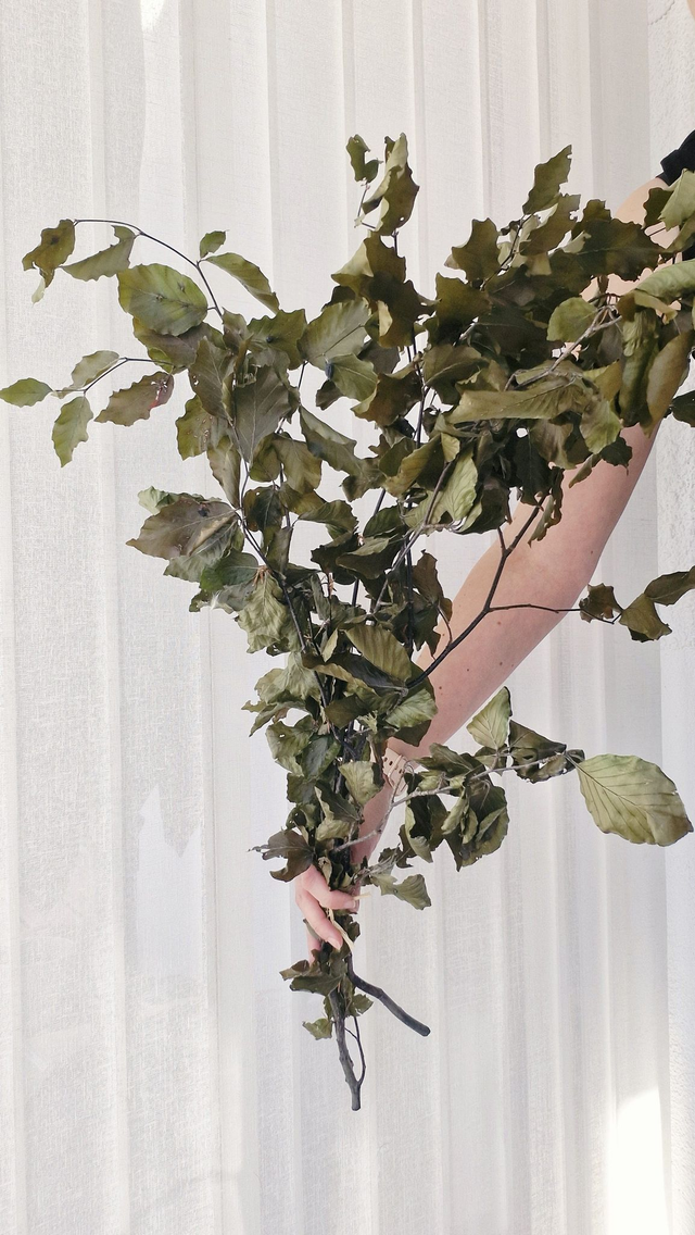 Vide atelier - Hêtre stabilisé