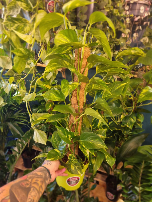 pothos (devils Ivy) Aureum On Moss Pole  17cm pot 70cm tall 