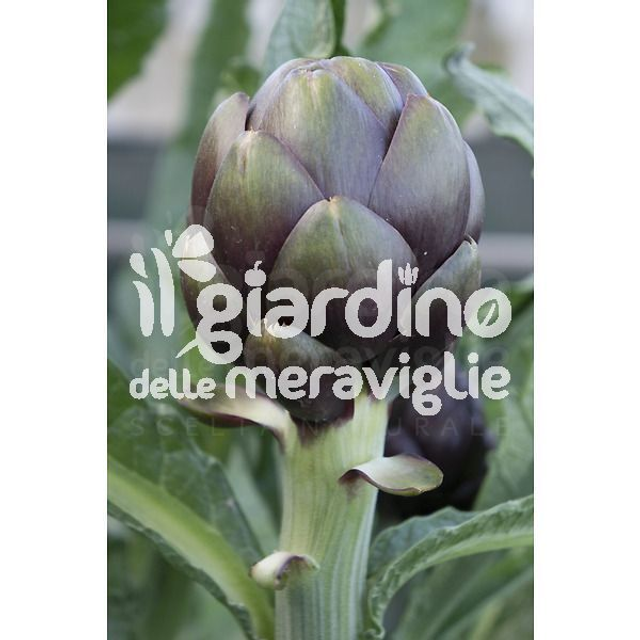 O10 . Carciofo violetto in vaso 11