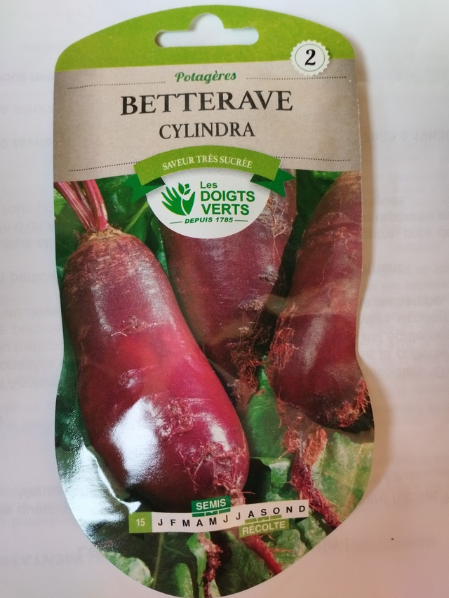 Betterave Cylindra